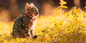 Vaccinations For Pets - Vets Choice Vaccinations For Pets - Vets Choice