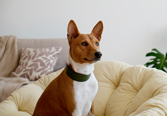 Basenji_Dog