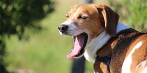 Periodontal Disease Periodontal Disease - Vets Choice