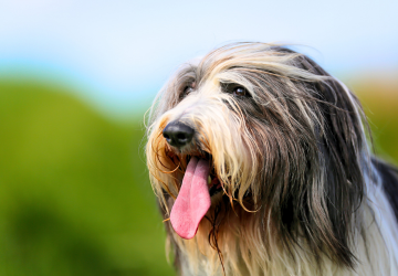 bearded collie movember