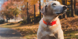 Heartworn Disease Heartworn Disease - Vets Choice