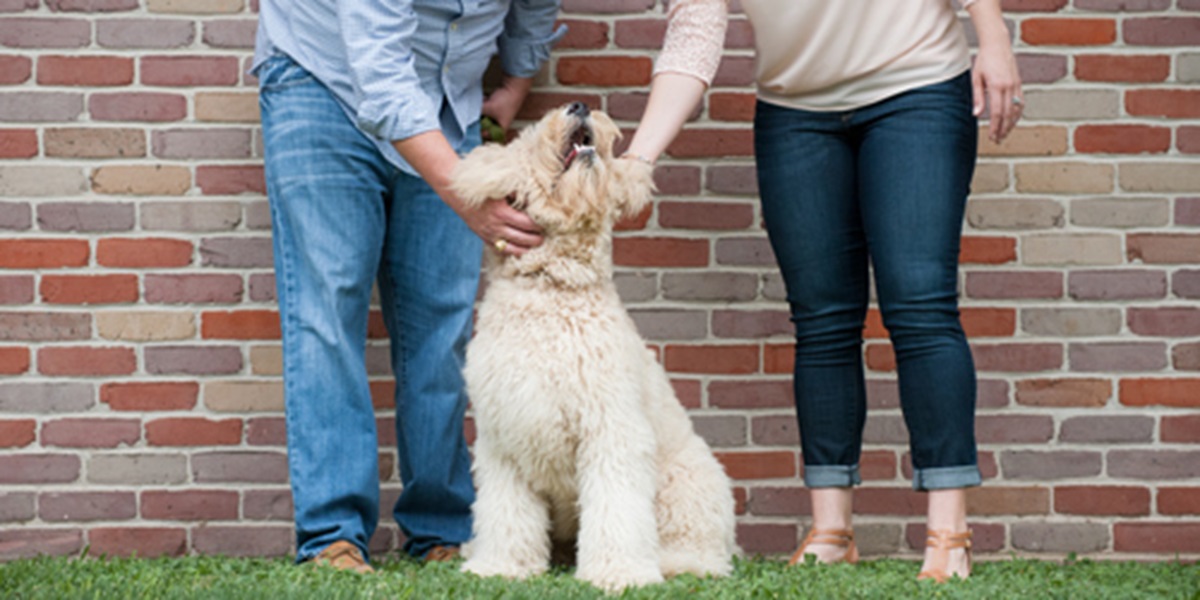 Caring-for-your-dog