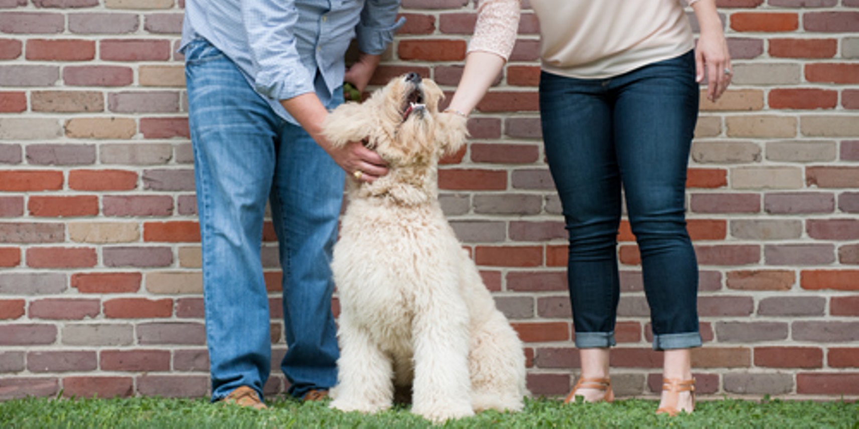 Caring-for-your-dog