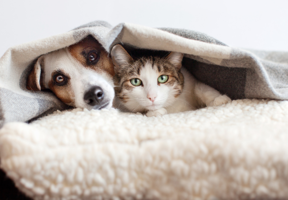 cat_and_dog_under_blanket