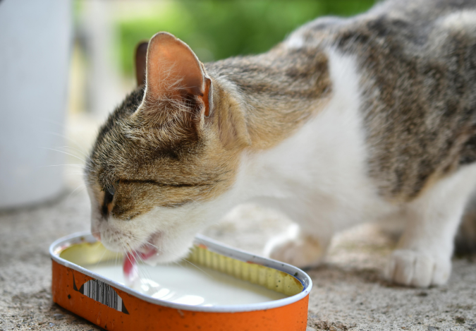 cat_drinking_from_tin