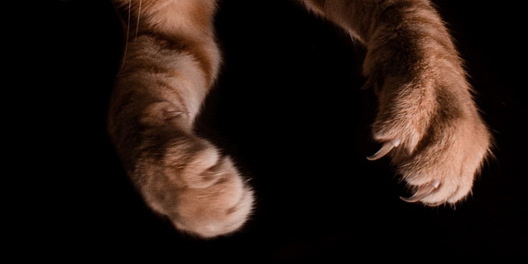 To Declaw or Not to Declaw: Addressing the Scratching Problem | Lone Tree  Veterinary Medical Center