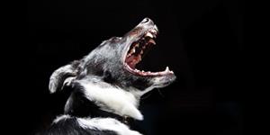 What to do if a dog attacks - Vets Choice What to do if a dog attacks - Vets Choice
