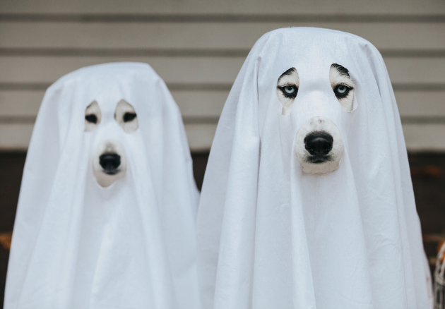 ghost dog Halloween 