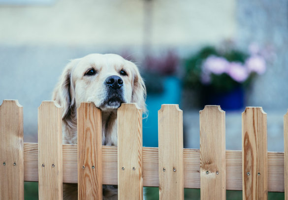 Golden_Retriever_head_resting_on_fence