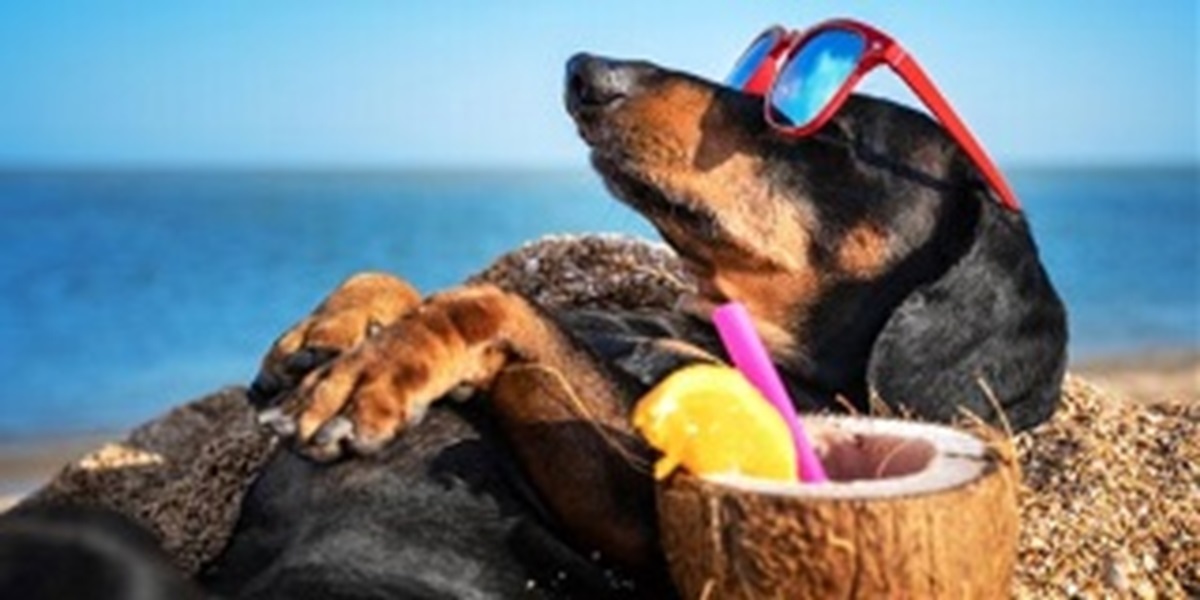 Holidaying with pets