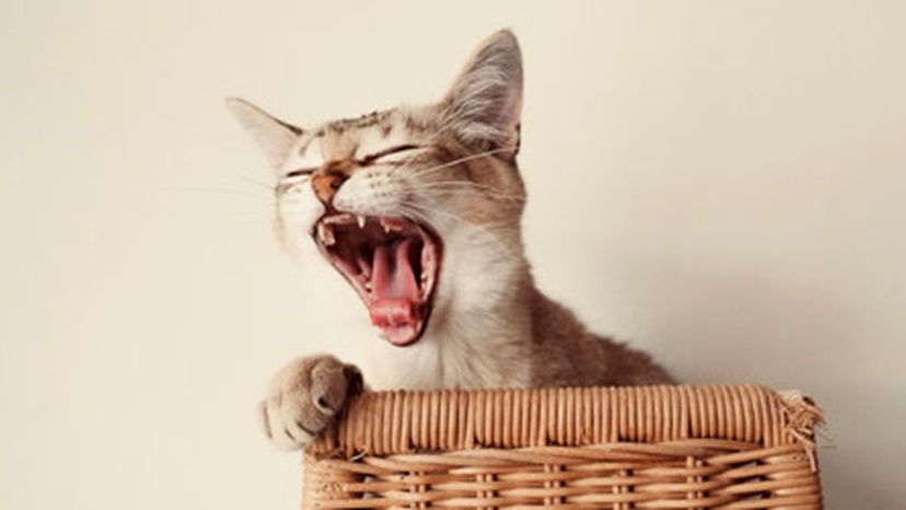 Cat dental health