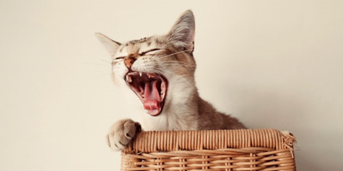 Cat dental health