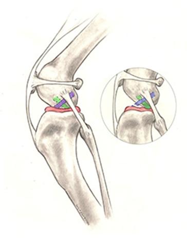 Dogs stifle - knee joint Dogs stifle - knee joint