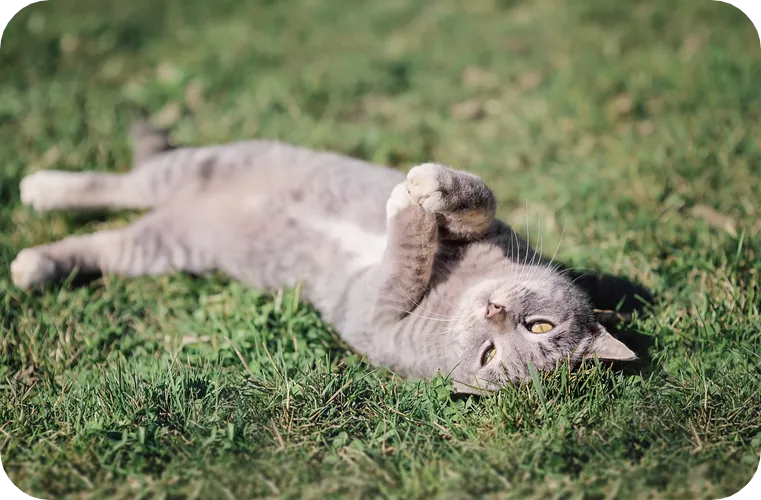 Kitten Pet Insurance