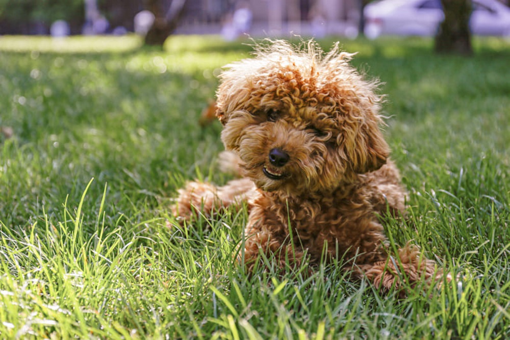 Maltipoo hot sale similar breeds