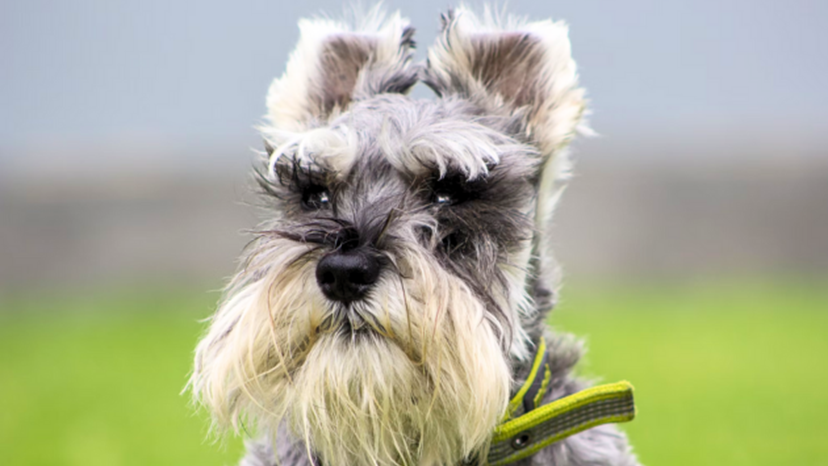 Movember_Schnauzer