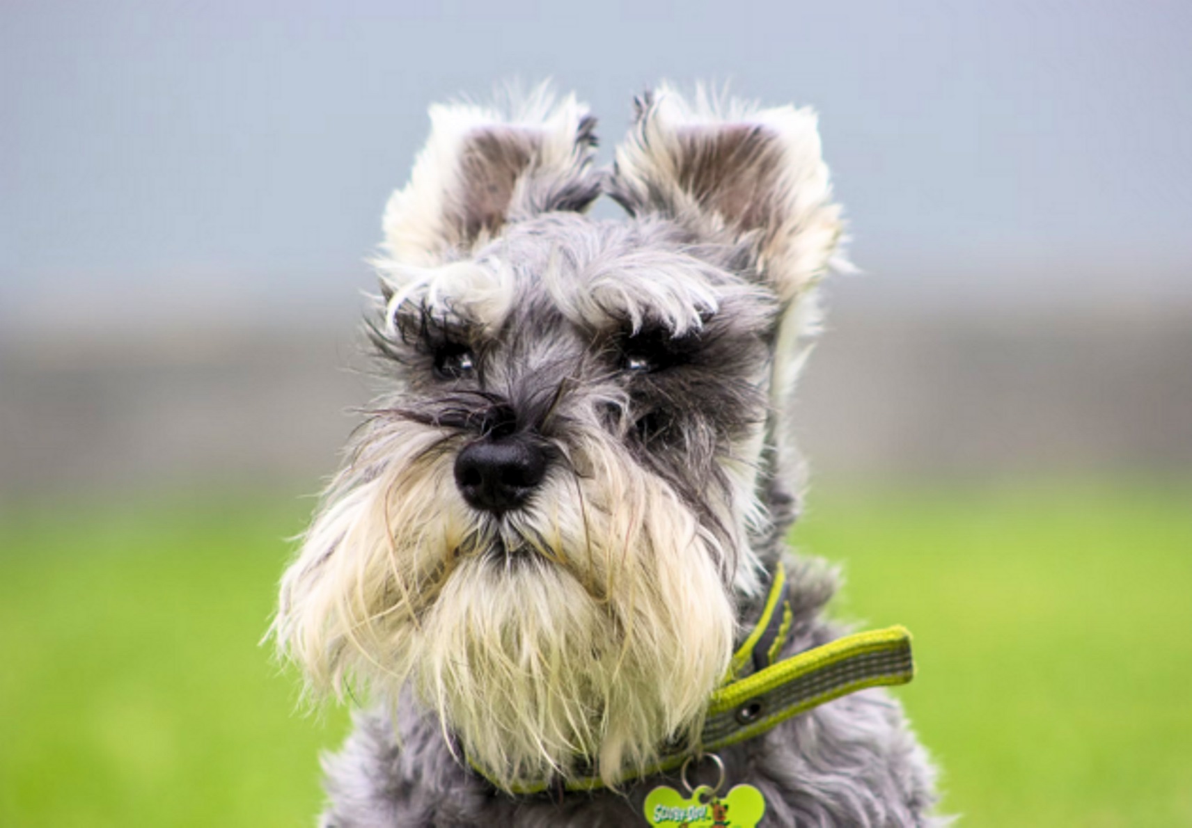 Movember_Schnauzer