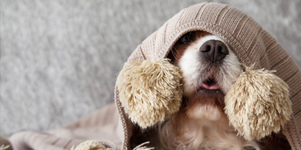 Anxiety in dogs