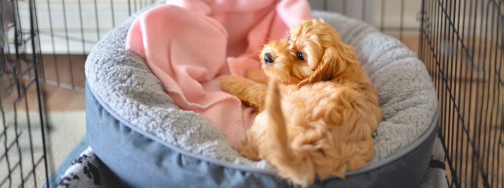 Crate training poodle on sale puppy