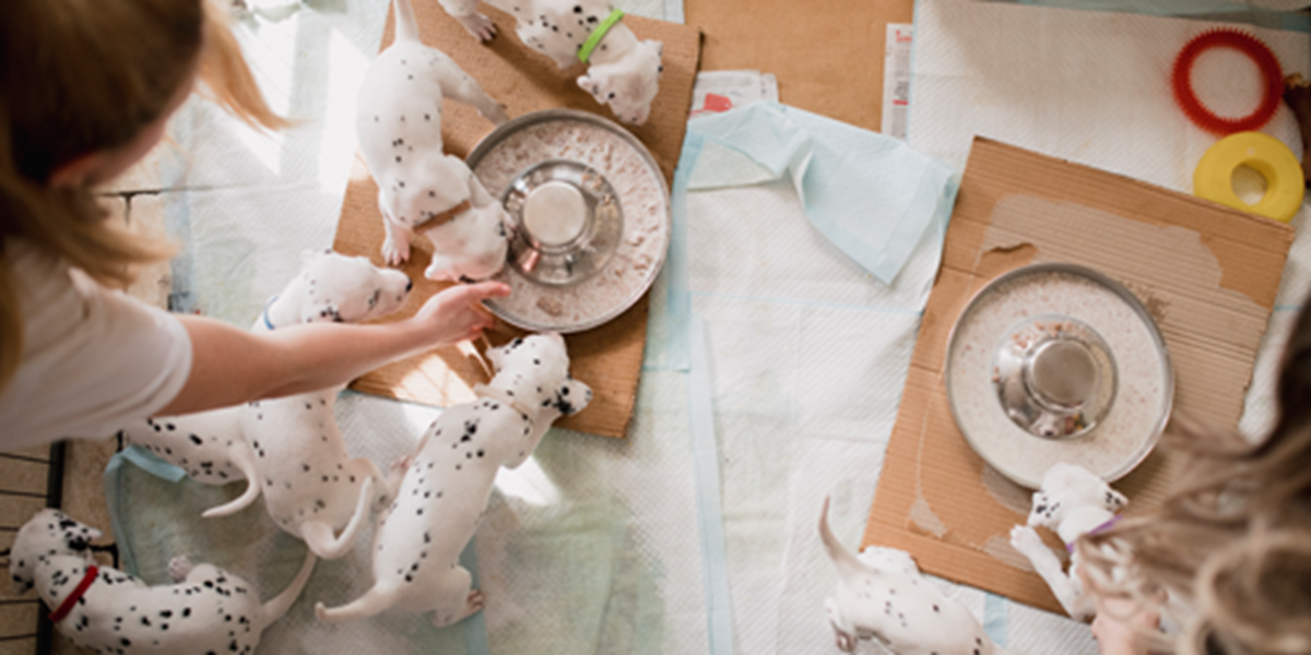 How to find a good breeder