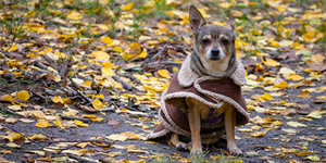 pet health in winter pet health in winter