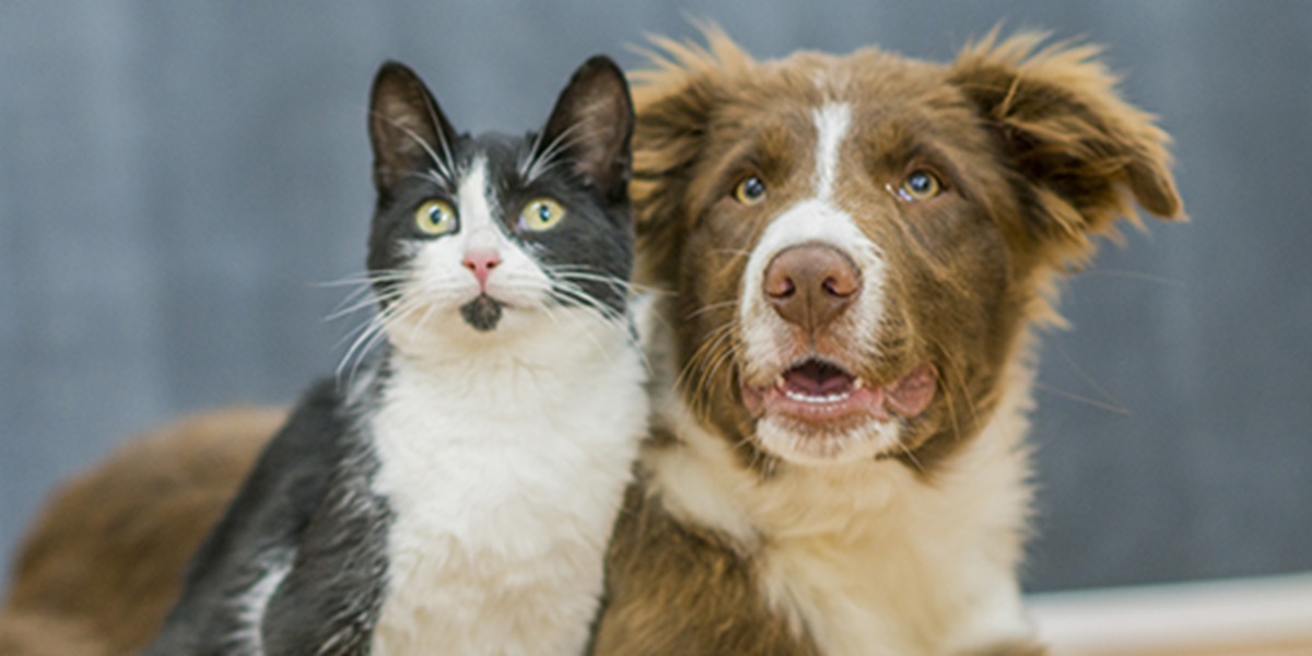 How to help cats and dogs get along