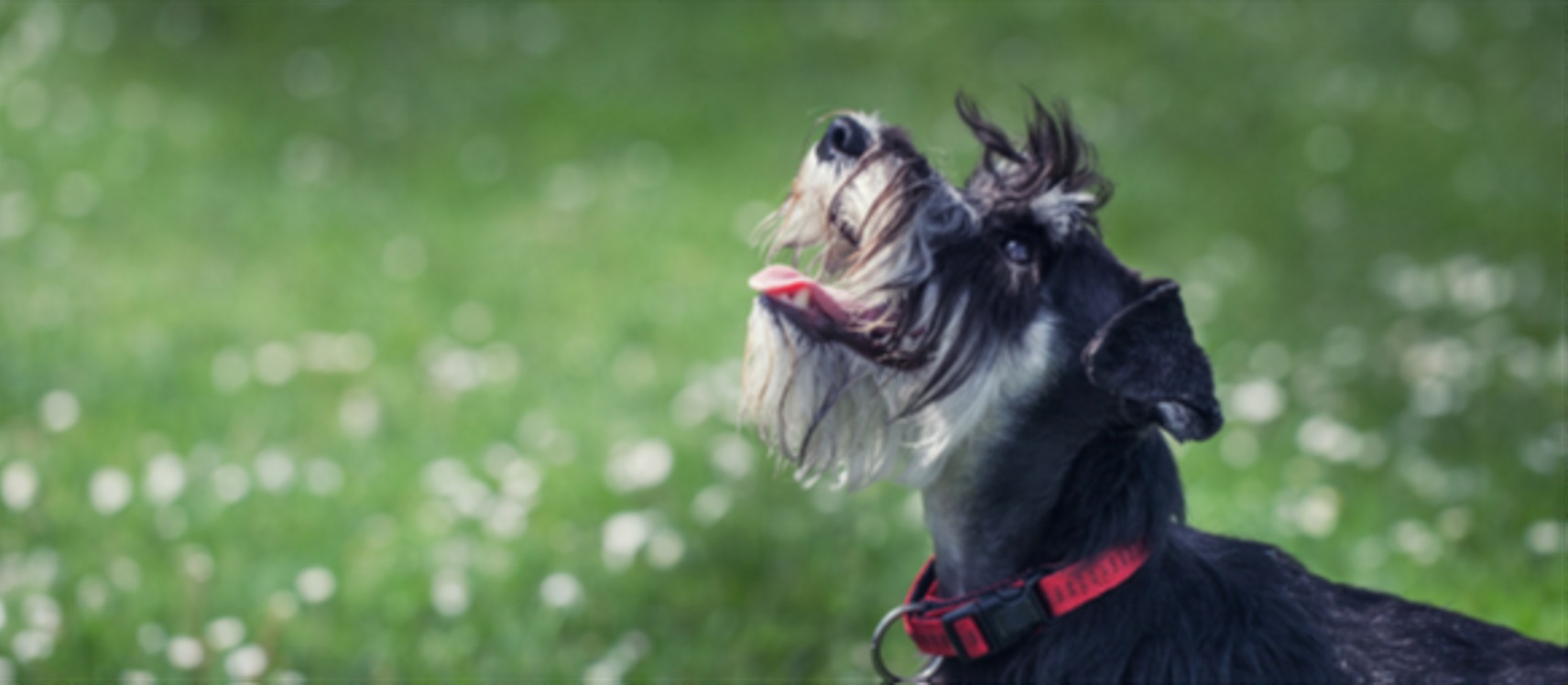 The rise of the miniature schnauzer Vets Choice Vets Choice