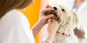 Dental health Dental health