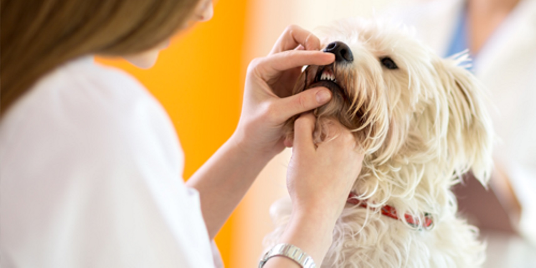 10 Reasons Why Pet Dental Health Is Important 