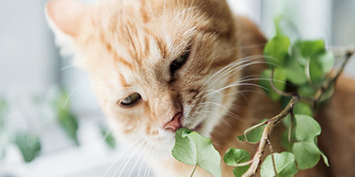 PET161130-Vets-Choice-Cats-and-Poison-500x250-022021 (1)