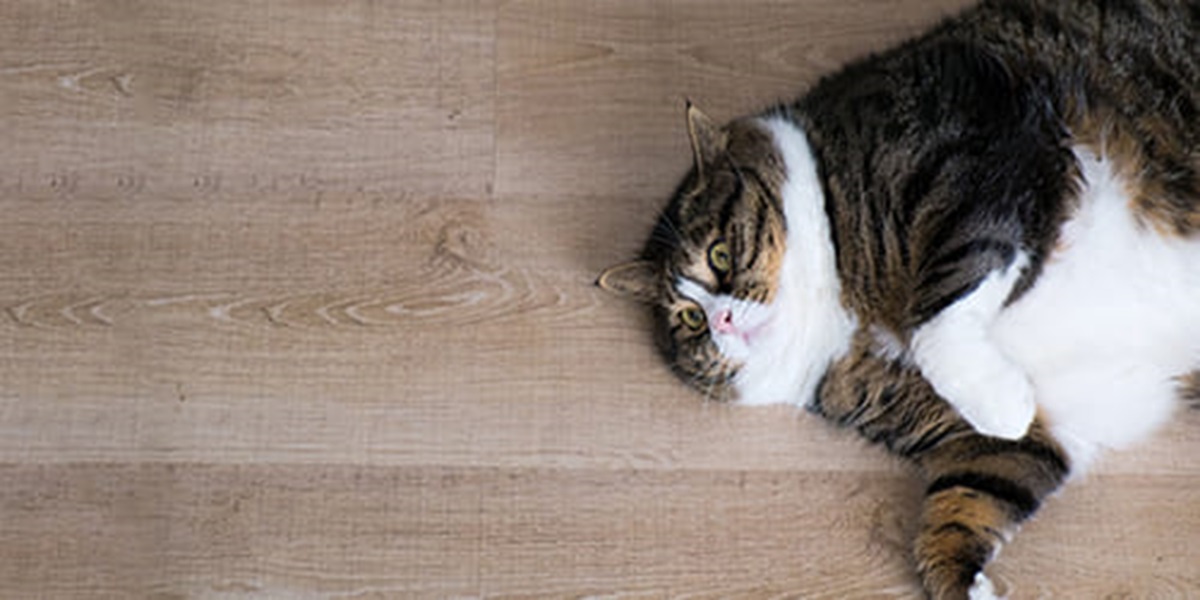 PET161156-Vets-Choice-A-Healthy-Weight-for-Pets-500x250-022021