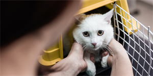 stress free vet visit stress free vet visit