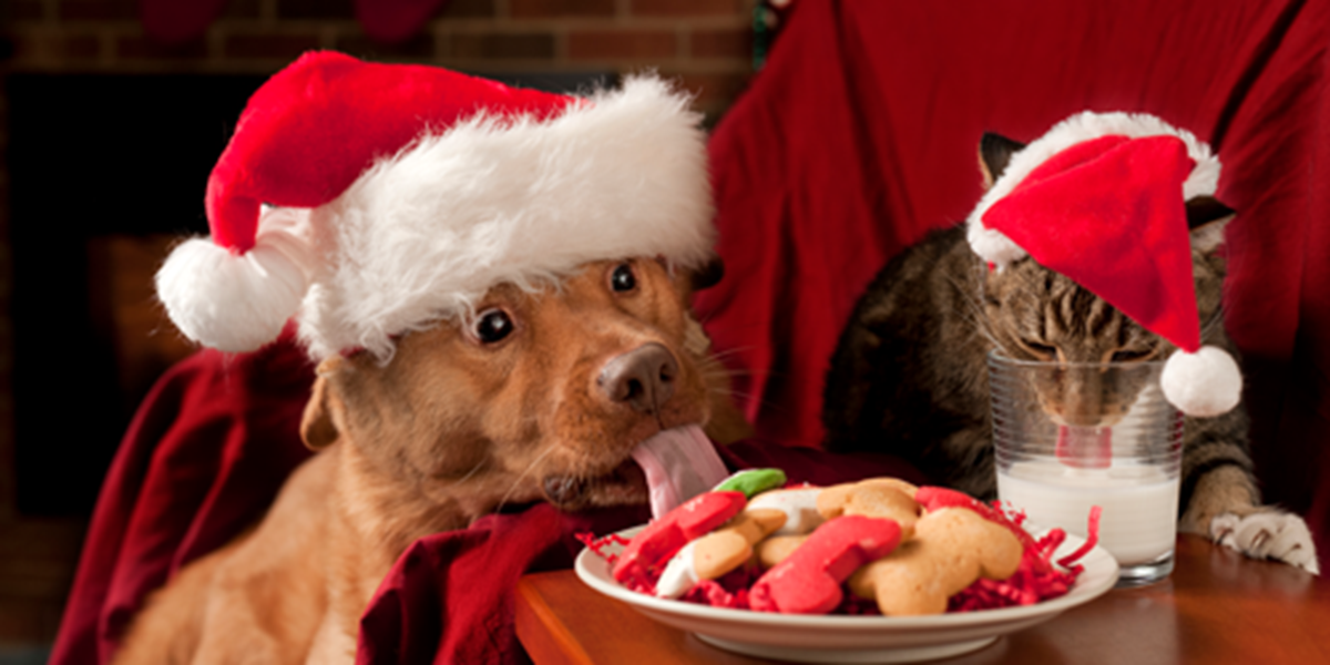 xmas_pets_500x250