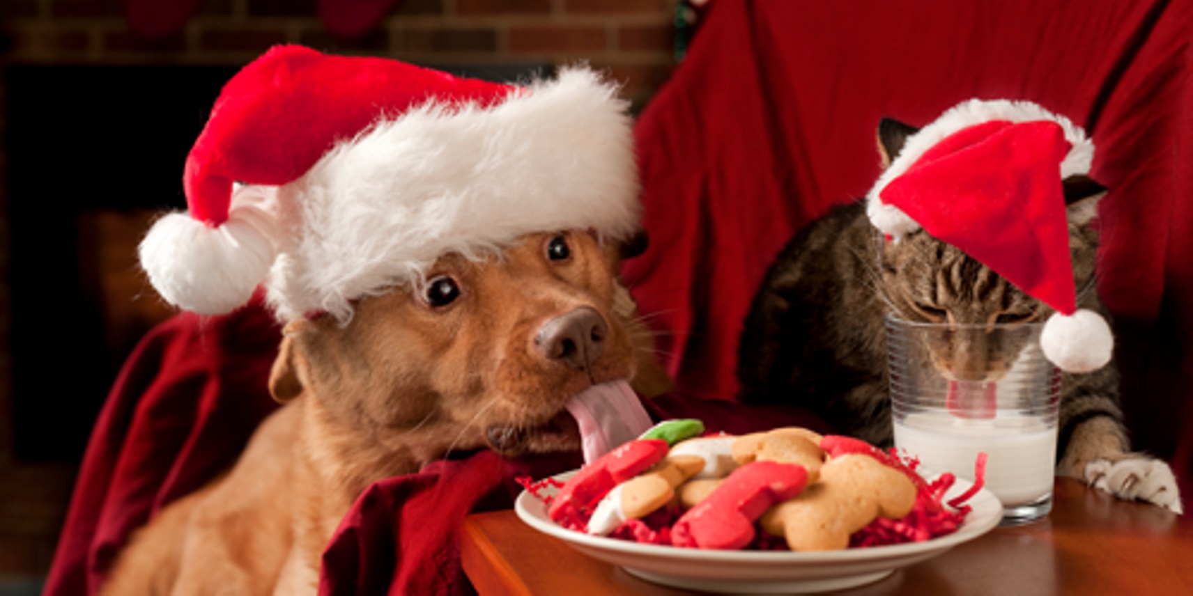 xmas_pets_500x250