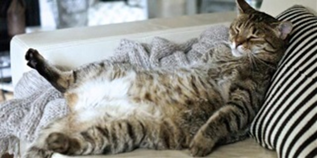 Pet obesity
