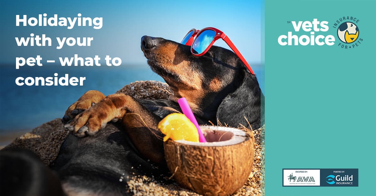Holidaying with your pet and what to consider Vets Choice