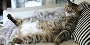 Obesity in pets Obesity in pets