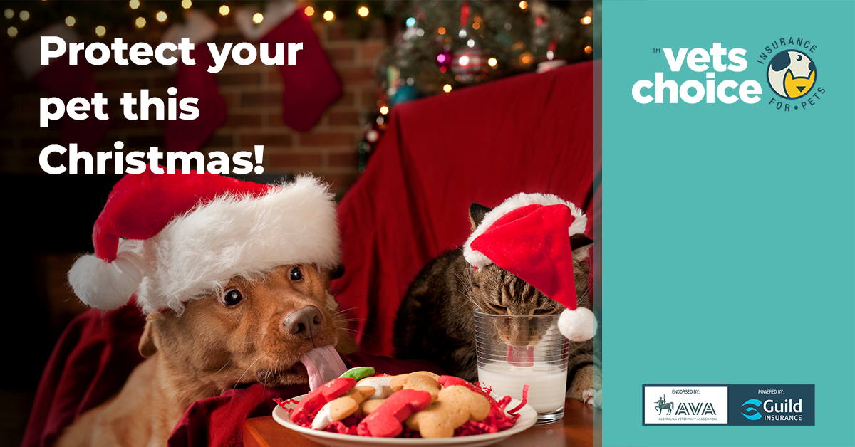 Protect your pet this Christmas! Vets Choice