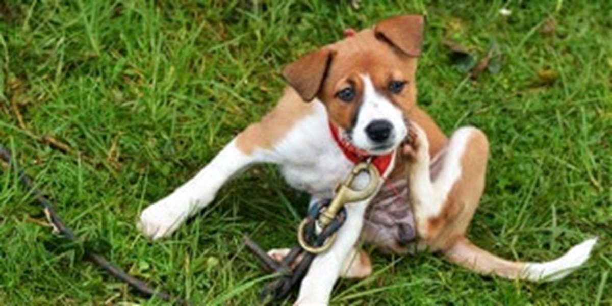 Preparing for flea and tick season