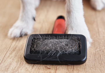 regular brushing