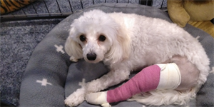 Sandra and Ide Ide the cavoodle