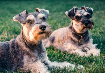 Schnauzers