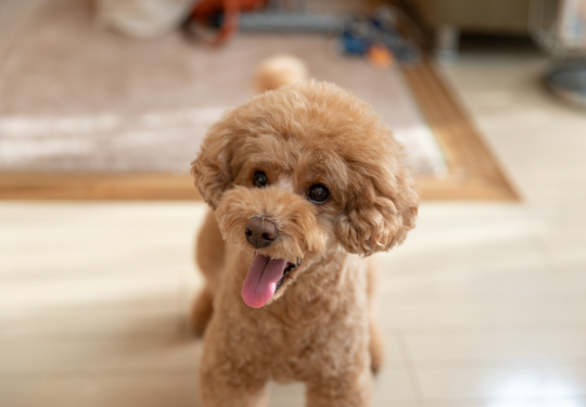 Toy_Poodle