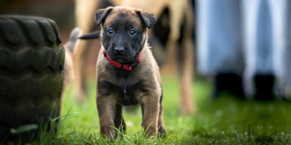 Canine-parvovirus-preventative-disease-tips