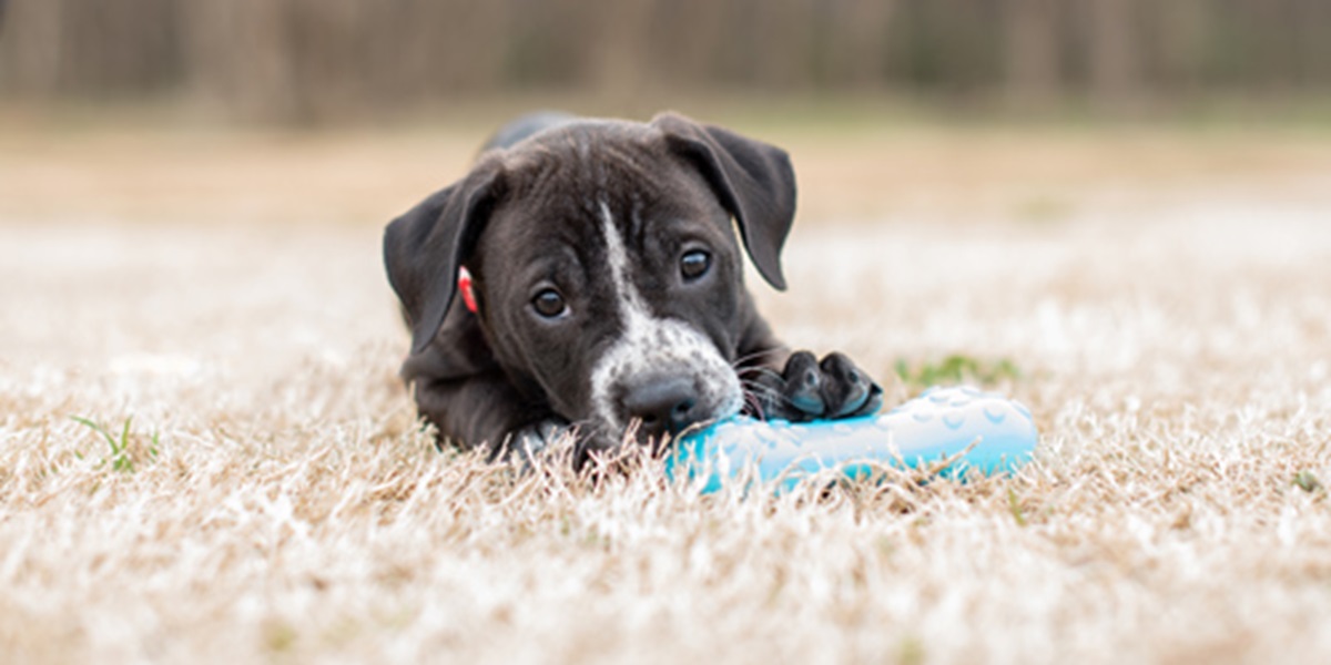 Your-new-puppy