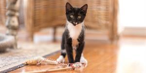 Your_new_kitten Your_new_kitten
