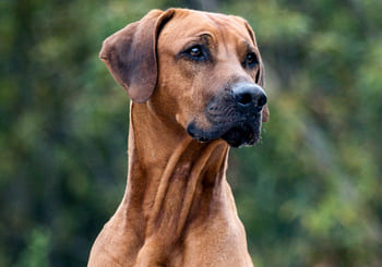 Rhodesian Ridgeback