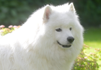 Samoyed