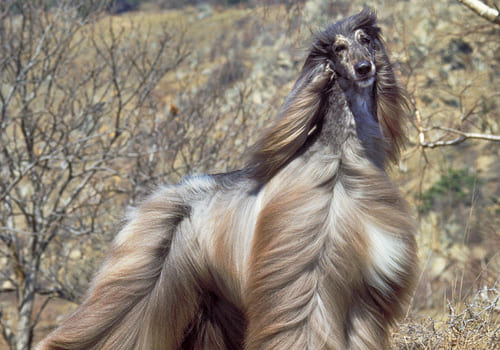 Afghan Hound