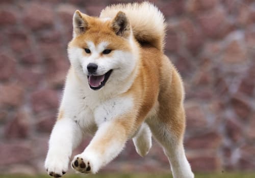 Akita Inu